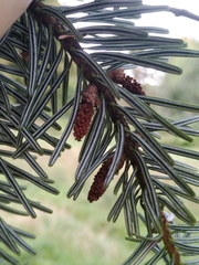 Abies
