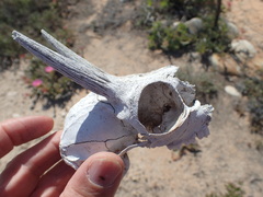 Raphicerus campestris