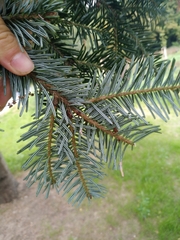 Abies