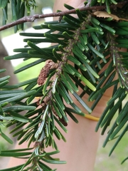 Abies