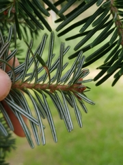 Abies