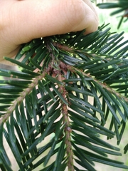 Abies