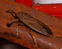 Lethocerus americanus