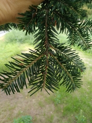 Abies