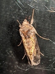 Chrysodeixis includens