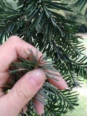 Abies