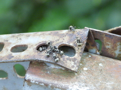 Myrma