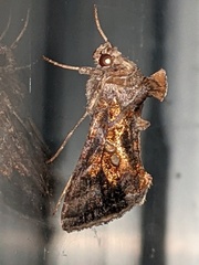 Chrysodeixis includens