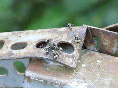 Myrma