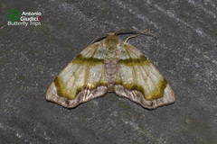 Achrosis incitata