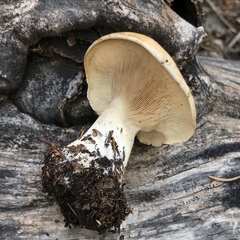 Clitocella popinalis