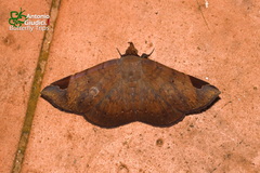 Mecodina praecipua