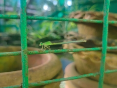 Ceriagrion coromandelianum