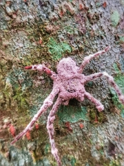 Gibellula