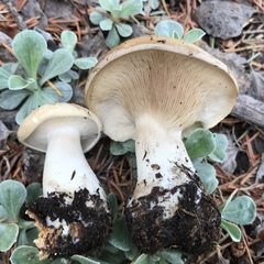 Clitocella popinalis