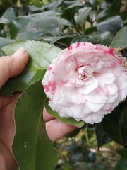 Camellia