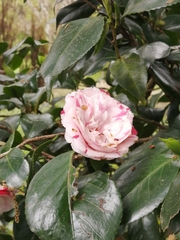 Camellia