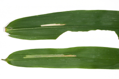 Cosmopterix teligera