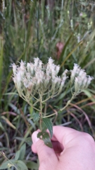 Eupatorium pilosum