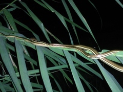Dendrelaphis pictus