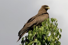 Milvus migrans parasitus