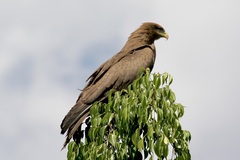 Milvus migrans parasitus