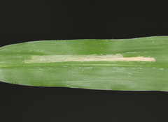 Cosmopterix teligera