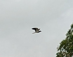 Vanellus indicus