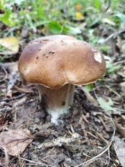 Boletus betulicola