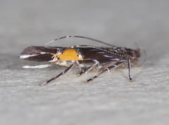 Cosmopterix teligera