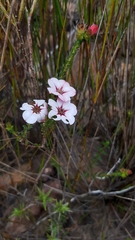 Adenandra