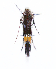 Cosmopterix teligera
