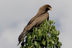 Milvus migrans parasitus