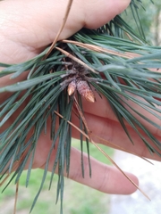 Pinus sylvestris