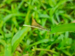 Agriocnemis lacteola