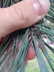 Pinus sylvestris