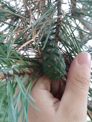 Pinus sylvestris