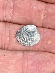 Chione elevata
