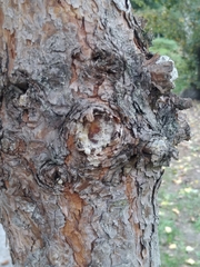 Pinus sylvestris