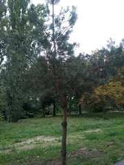 Pinus sylvestris