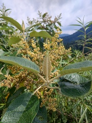 Buddleja