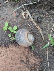 Pomacea canaliculata