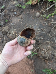 Pomacea canaliculata