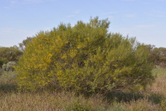 Acacia