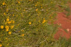 Acacia
