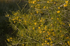 Acacia