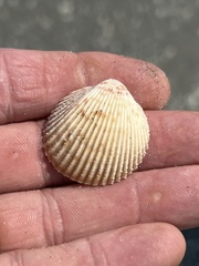 Dallocardia muricata