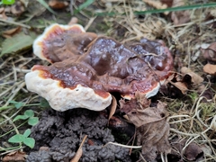 Ganoderma lucidum