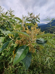 Buddleja