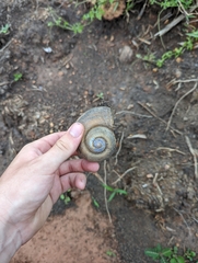 Pomacea canaliculata